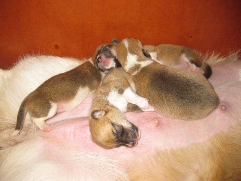 Puppies